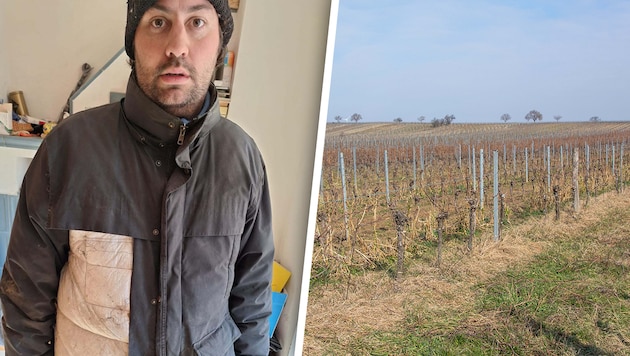 Sebastian Nittnaus was attacked in one of his vineyards and the perpetrators also tore his jacket. They are still on the run. (Bild: Krone KREATIV/Hans Nittnaus, Charlotte Titz)