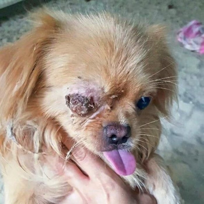 This is how he was found in 2020. The eye was already in a cruel condition.