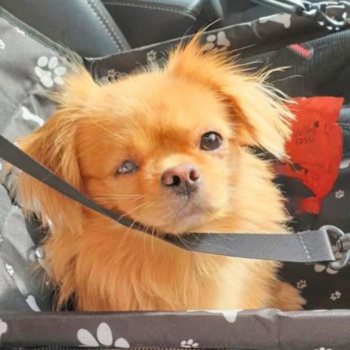 Sammy now lives a happy dog's life in Tyrol.