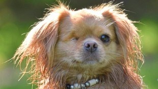 „Sammy“ hat die Operation damals gut überstanden.