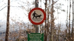 Die beiden Bernhardiner waren nicht angeleint (Symbolbild).