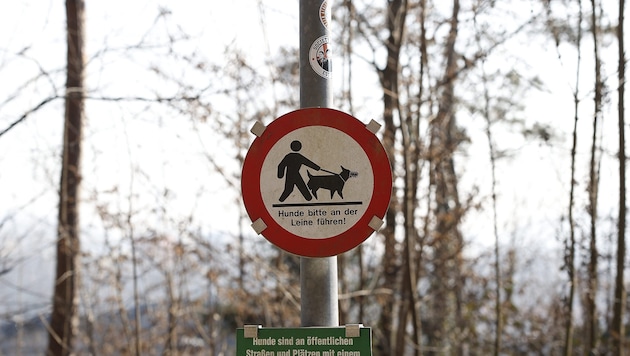 The two St. Bernards were not on a lead (symbolic image).