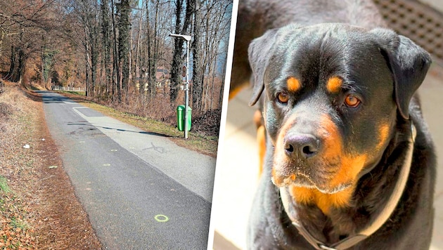 The dog attack by a Rottweiler occurred on Friedhofweg in Gratwein north of Graz (left) (here is a symbolic image) (Bild: Erwin Scheriau, Tiko Klagenfurt)