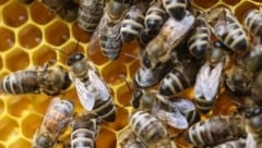 Unsere heimischen Bienen (Bild) werden von der Asiatischen Hornisse bedroht. (Bild: Tröster Andreas)