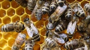 Unsere heimischen Bienen (Bild) werden von der Asiatischen Hornisse bedroht.