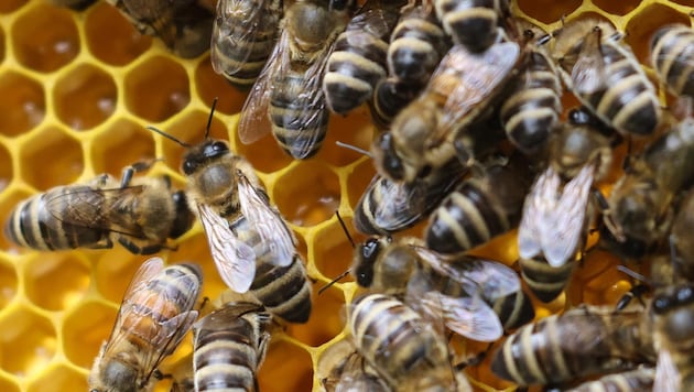 Unsere heimischen Bienen (Bild) werden von der Asiatischen Hornisse bedroht. (Bild: Tröster Andreas)