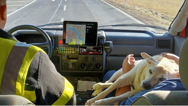 Hund „Brasil“ wurde zu einer Tierärztin gebracht – er war sichtlich mitgenommen, musste er doch einige Zeit in der verrauchten Wohnung ausharren. (Bild: feuerwehr-villach.at Hauptfeuerwache Villach)