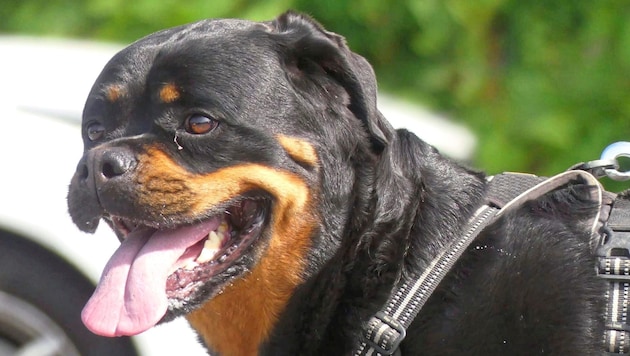 Hündin „Ernie“ wurde vor rund zwei Wochen eingeschläfert. (Symbolbild) (Bild: Nothilfe für Hunde)