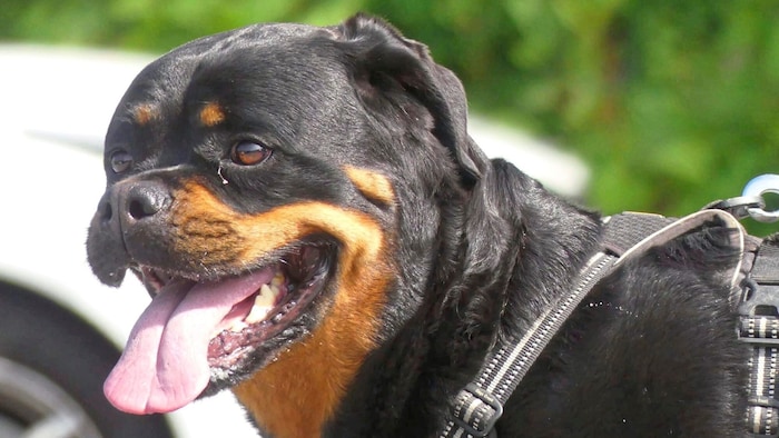 Ein Rottweiler biss das Kleinkind ins Bein. (Symbolbild)