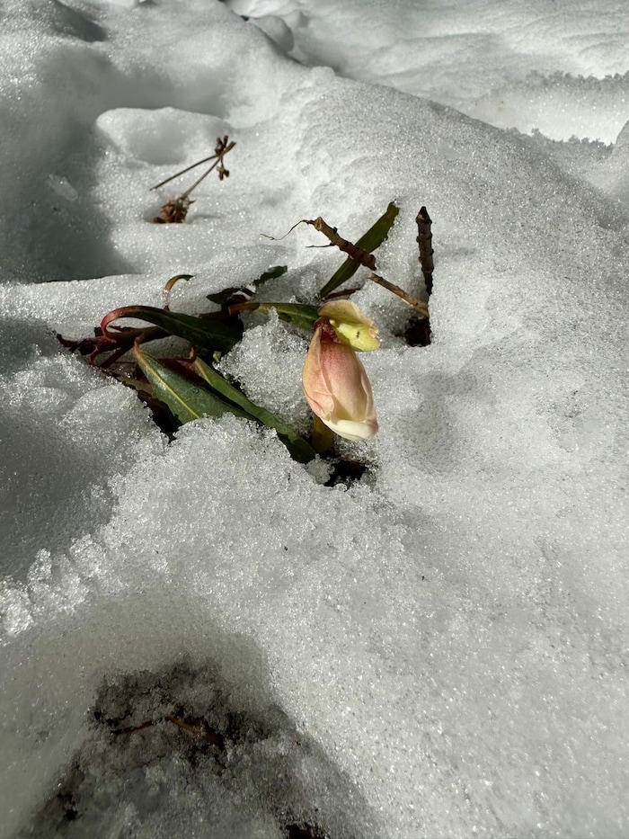 Spring is on its way