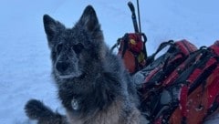 Die zehnjährige Lawinenhündin „Ella“, hier auf einem Archivfoto, fand den Vermissten. (Bild: Hundestaffel Landeck)