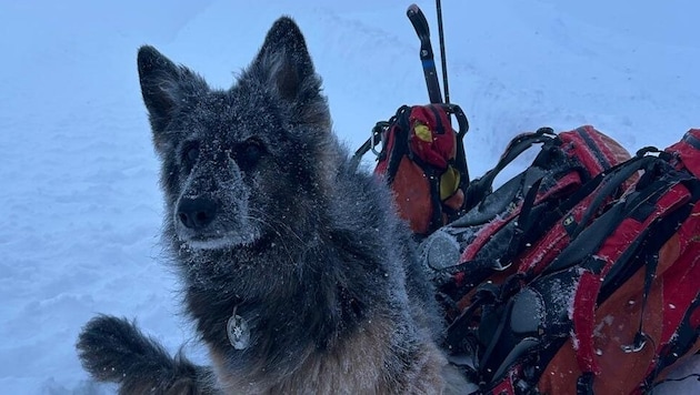 The ten-year-old avalanche dog "Ella", seen here in an archive photo, found the missing man. (Bild: Hundestaffel Landeck)