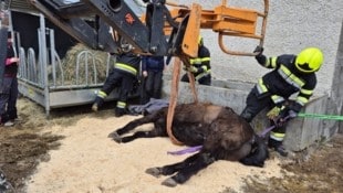 Die Feuerwehr Rottenmann konnte das verletzte Tier befreien. (Bild: BFV LIEZEN/A06/WOLFGANG LEITNER)