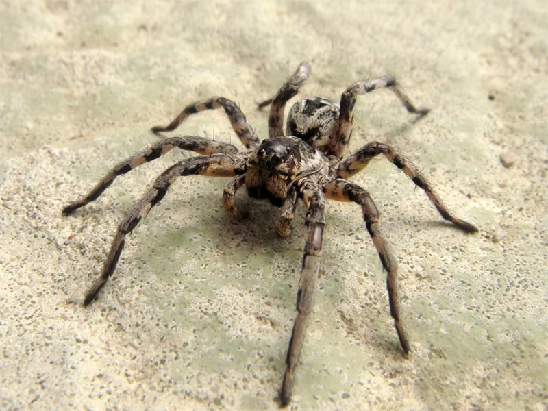 Für Spinnenphobiker genügt der bloße Anblick einer Tarantel für einen Schock: Der spanische Pilot bekam es dann mit dem Beißwerkzeug der Spinne zu tun. (Bild: João Coelho via Wikimedia Commons)