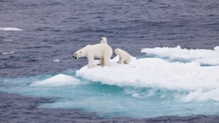 Futtermangel, steigende Temperaturen und schmelzender Lebensraum: Die Könige der Arktis sind ...