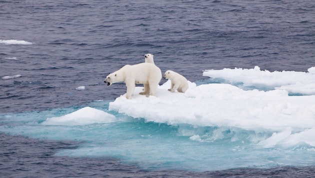 Futtermangel, steigende Temperaturen und schmelzender Lebensraum: Die Könige der Arktis sind bedroht wie nie. (Bild: Sandra Walser_Greenpeace)