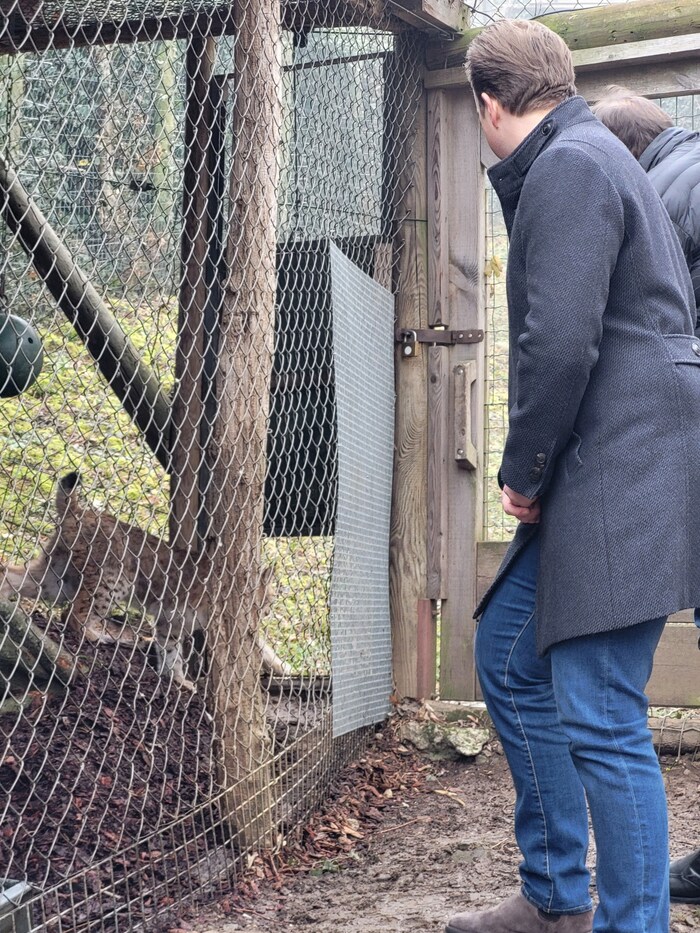 Der Luchs war flugs im Freien