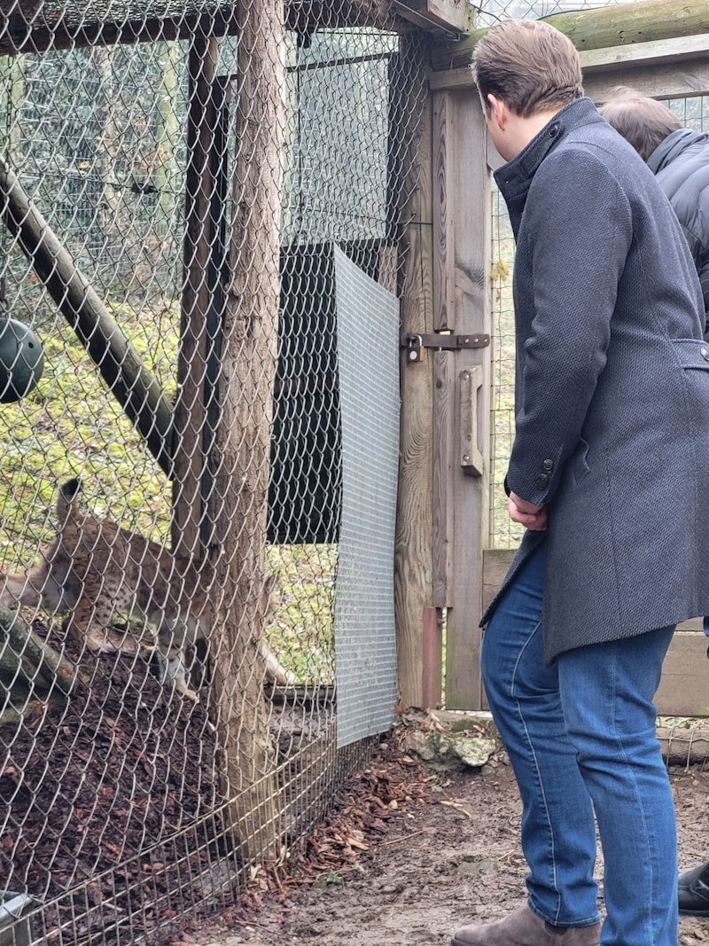 Der Luchs war flugs im Freien (Bild: Christa Blümel)