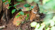 Der Luchs ist schon recht pfiffig in Herberstein unterwegs