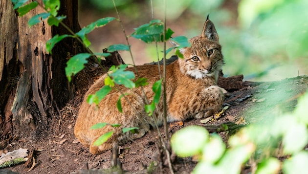 Der Luchs ist schon recht pfiffig in Herberstein unterwegs (Bild: Tiergarten Nürnberg / Tom Burge)