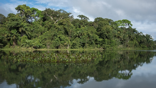 It is not only the fish populations in Lake Gatún that are changing. The food web is also affected by the new marine fish species. (Bild: Peter Maszlen - stock.adobe.com)