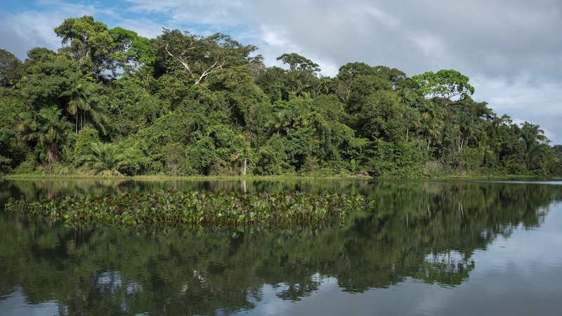 It is not only the fish populations in Lake Gatún that are changing. The food web is also influenced by the new marine fish species. (Bild: Peter Maszlen - stock.adobe.com)