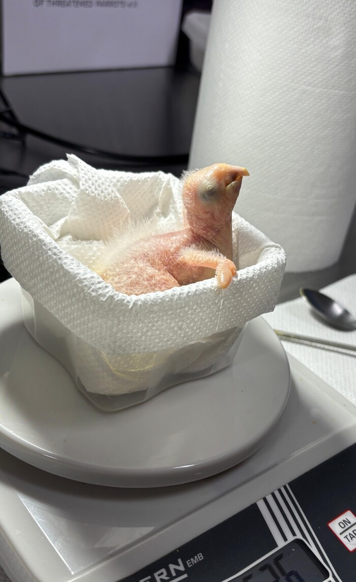 Ein gerettetes Ara-Baby