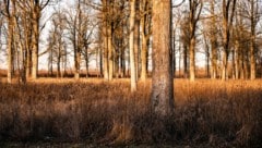 Immer wieder kommt es zu kleineren Wald- und Flurbränden im gesamten Bundesgebiet – Feuerwehren raten zu erhöhter Vorsicht. (Bild: stock.adobe.com/Miroslav Posavec)