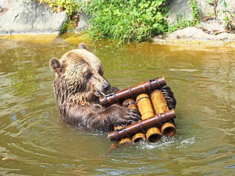 „Mark“ genießt sein Leben als einsamer Junggeselle, bald soll er Gesellschaft bekommen. (Bild: © FOUR PAWS)