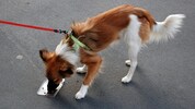 Möglich, dass der noch unbekannte Täter Hunde auf dem Spazierweg vergiften wollte.