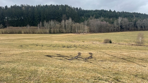 Wheel tracks still show where the van skidded around (Bild: FF Neußerling)