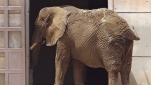 Die Elefantenkuh muss ein trauriges Leben im Zoo von San Juan de Aragón fristen. 