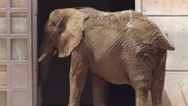 The elephant cow has to lead a sad life at the San Juan de Aragón Zoo. (Bild: facebook.com/SaveEly)