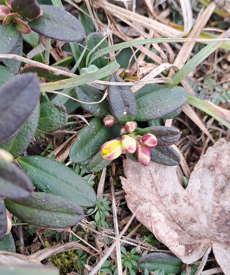 Die Biuchs Kreuzblume. (Bild: Bergauer Rubina)