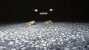 Vor allem in der Dämmerung sind die Amphibien auf der Straßen unterwegs.