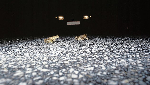 Vor allem in der Dämmerung sind die Amphibien auf der Straßen unterwegs. (Bild: Naturschutzbund Österreich)