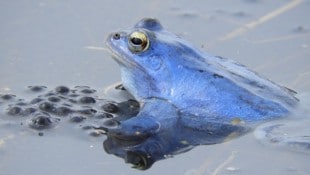 Schillernder Bewohner des „Schwammigen“ – der sich in der Paarungszeit blau färbende Moorfrosch.