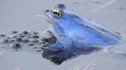 Schillernder Bewohner des „Schwammigen“ – der sich in der Paarungszeit blau färbende Moorfrosch.