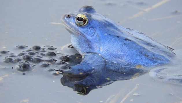 Schillernder Bewohner des „Schwammigen“ – der sich in der Paarungszeit blau färbende Moorfrosch.