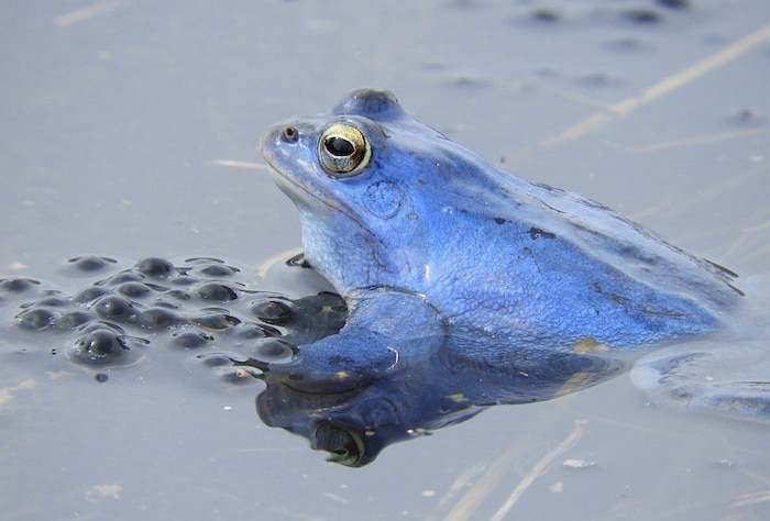 Der Moorfrosch ist heuer „Lurch des Jahres“. Männchen färben sich zur Paarungszeit blau.