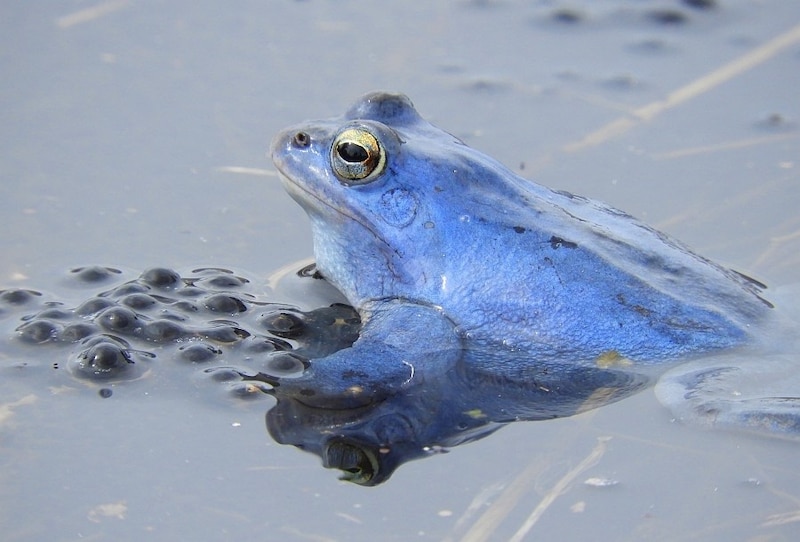 Der Moorfrosch ist heuer „Lurch des Jahres“. Männchen färben sich zur Paarungszeit blau. (Bild: Roland Schiegl/ARGE Naturschutz)