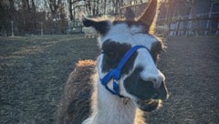 Lama „Edie“ ist ein besonderer Fall im Tierschutzhaus in Vösendorf (Bild: Tierschutz Austria)