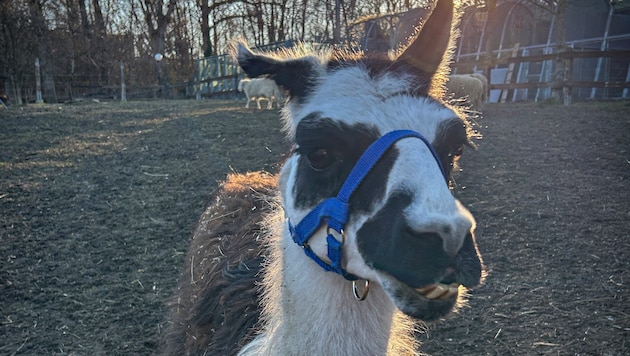 Llama "Edie" is a special case at the animal shelter in Vösendorf (Bild: Tierschutz Austria)