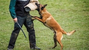 Das Verbot des privaten Schutzhundetrainings wurde wieder aufgehoben. Die „Beiß-Lobby“ jubelt, ...