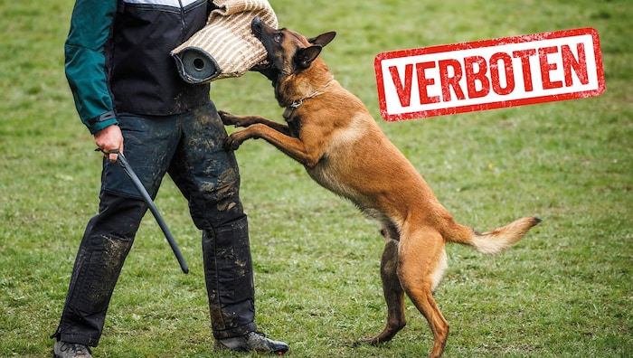 Schäden an Mensch und Tier können bei diesem Training nicht ausgeschlossen werden. Es gibt andere Möglichkeiten, Hunde artgerecht auszulasten!