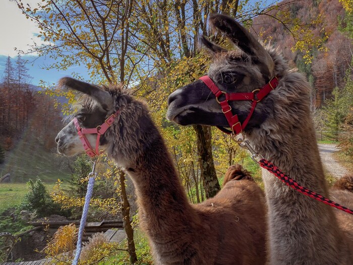 Lamas sind es gewohnt, in Herden mit Artgenossen zu leben. Wegen ihres sanften Charakters werden ...