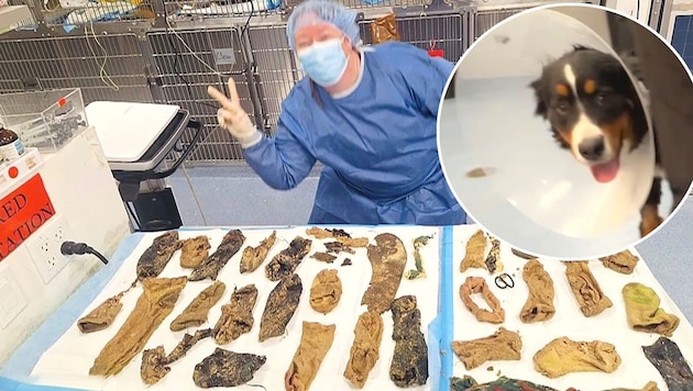 It is unbelievable that the dog had all these objects in her stomach. (Bild: kameraone)