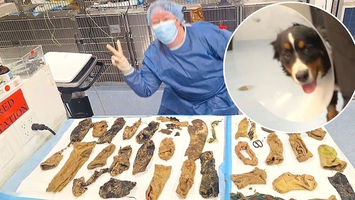 Es ist unfassbar, dass die Hündin all diese Gegenstände in ihrem Magen hatte.