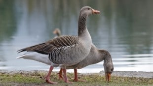 Graugänse sind in Salzburg auf der Suche nach Futter. (Bild: Markus Tschepp)