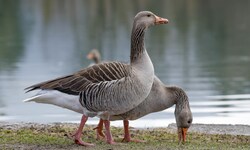 Graugänse sind in Salzburg auf der Suche nach Futter.